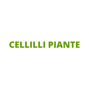 CELLILLI PIANTE