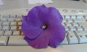 fiore alyogyne su tastiera pc